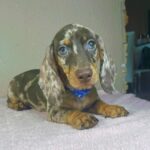 Hank-male-miniature-dachshund-puppy-for-sale- (1)
