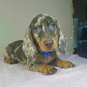Hank Miniature Dachshund Hank Miniature Dachshund