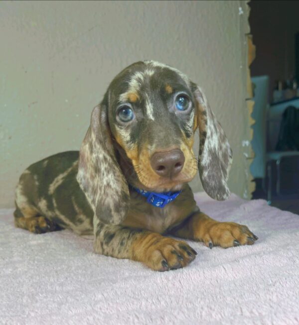 Hank Miniature Dachshund Hank Miniature Dachshund