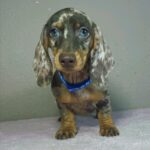Hank-male-miniature-dachshund-puppy-for-sale- (2)
