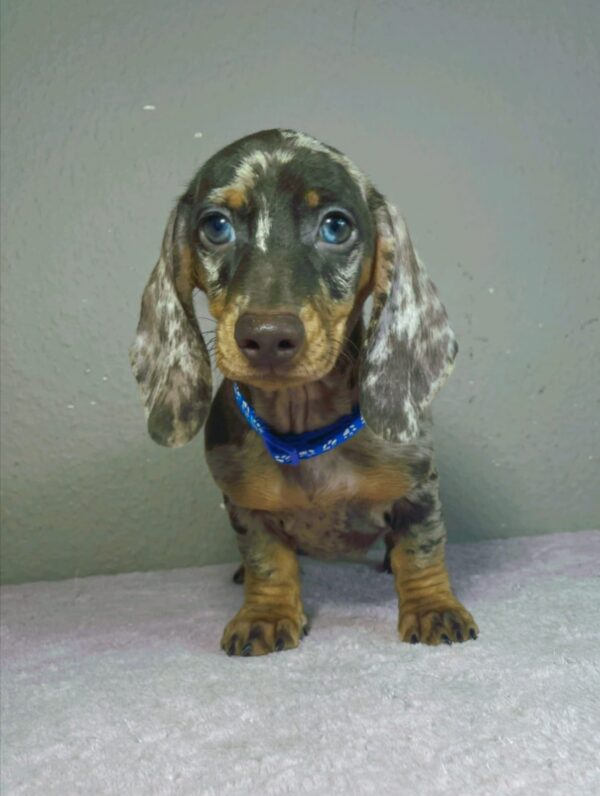 Hank Miniature Dachshund Hank Miniature Dachshund