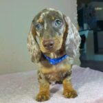 Hank-male-miniature-dachshund-puppy-for-sale- (3)