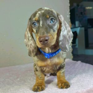 Hank Miniature Dachshund Hank Miniature Dachshund