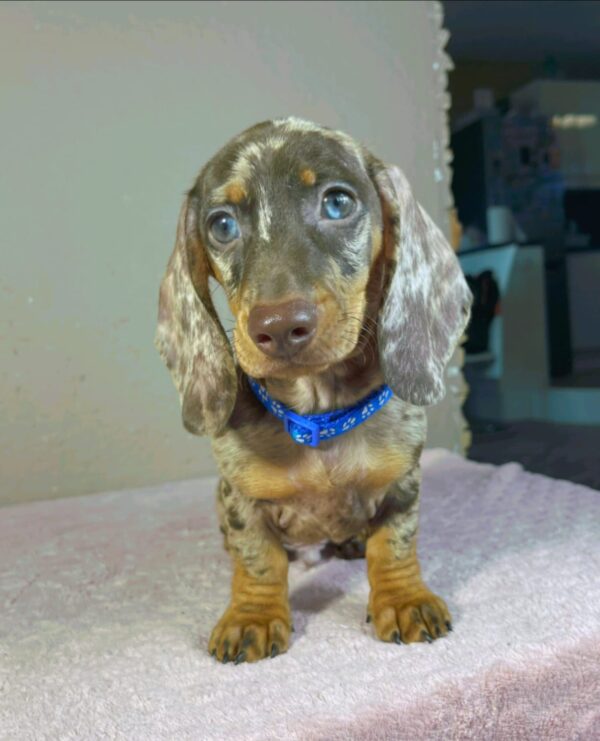 Hank Miniature Dachshund Hank Miniature Dachshund