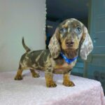 Hank-male-miniature-dachshund-puppy-for-sale- (4)