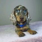 Hank-male-miniature-dachshund-puppy-for-sale- (5)