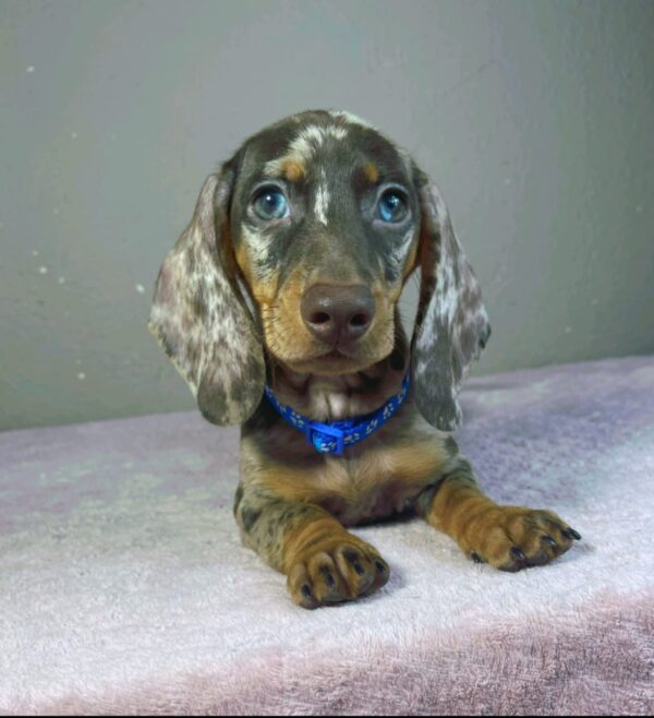 Hank Miniature Dachshund Hank Miniature Dachshund