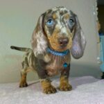Harley-male-miniature-dachsund-puppy-for-sale- (1)