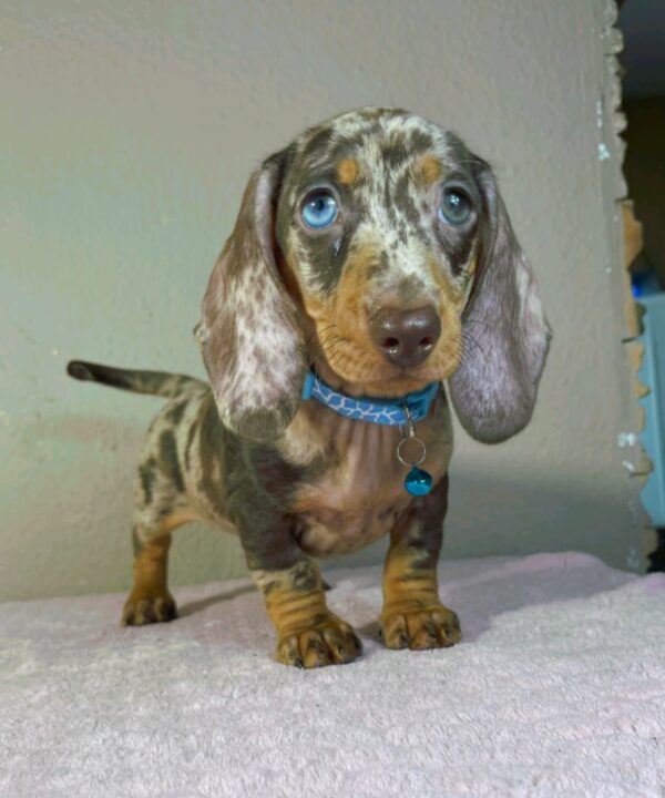 Harley Miniature Dachshund Harley Miniature Dachshund
