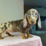 Harley-male-miniature-dachsund-puppy-for-sale- (2)