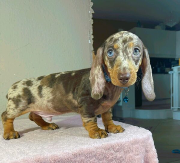 Harley Miniature Dachshund Harley Miniature Dachshund
