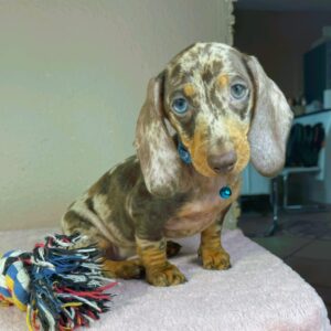 Harley Miniature Dachshund Harley Miniature Dachshund