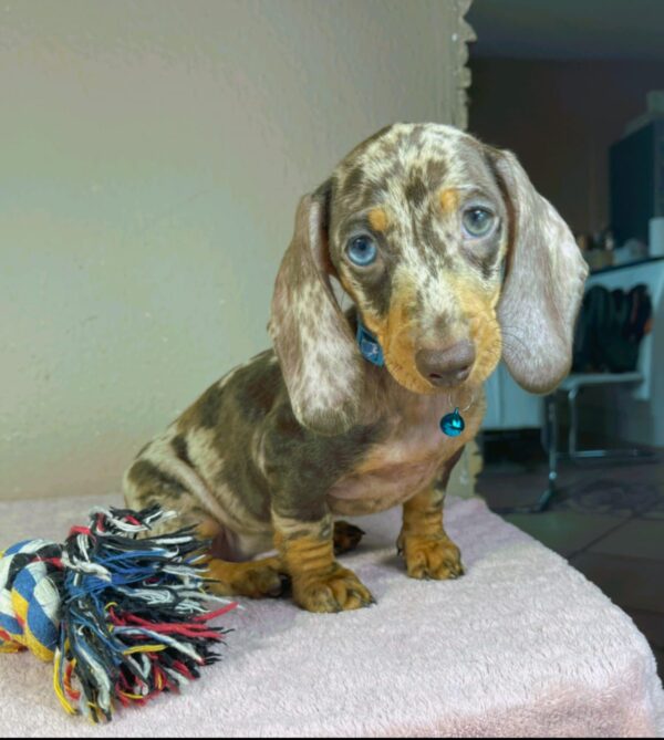 Harley Miniature Dachshund Harley Miniature Dachshund
