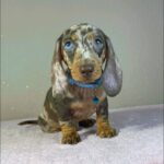 Harley-male-miniature-dachsund-puppy-for-sale- (4)