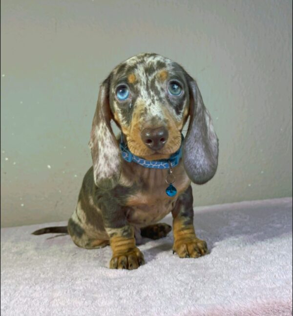 Harley Miniature Dachshund Harley Miniature Dachshund