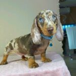 Harley-male-miniature-dachsund-puppy-for-sale- (5)