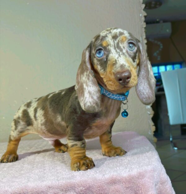 Harley Miniature Dachshund Harley Miniature Dachshund