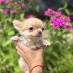 Harmonia-female-Chihuahua-puppy-for sale-1