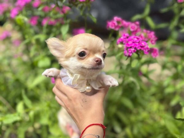 Harmonia Chihuahua Harmonia Chihuahua