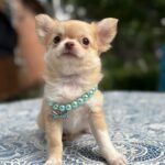 Harmonia-female-Chihuahua-puppy-for sale-2
