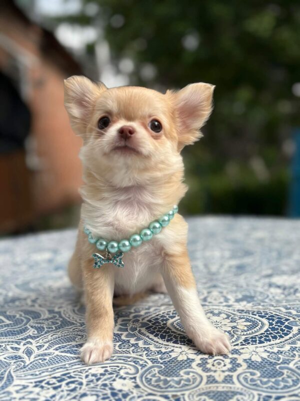 Harmonia Chihuahua Harmonia Chihuahua