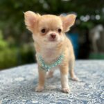 Harmonia-female-Chihuahua-puppy-for sale-3