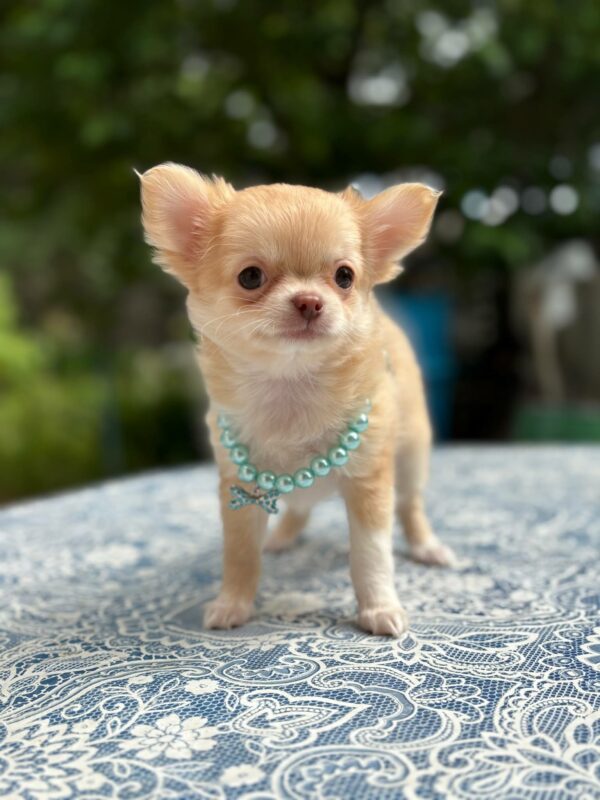 Harmonia Chihuahua Harmonia Chihuahua