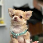Harmonia-female-Chihuahua-puppy-for sale-4
