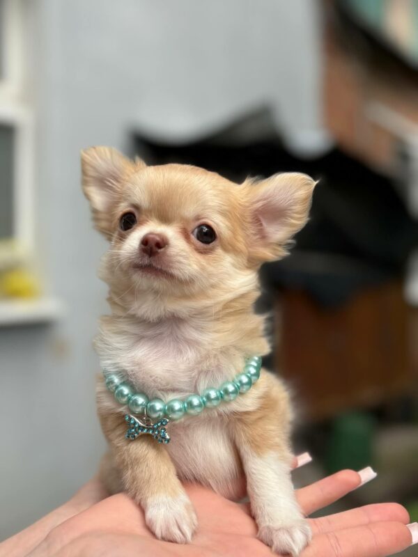 Harmonia Chihuahua Harmonia Chihuahua