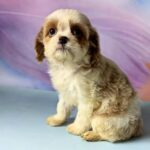 Harmony-female-Cavapoo-puppy-for-sale-1