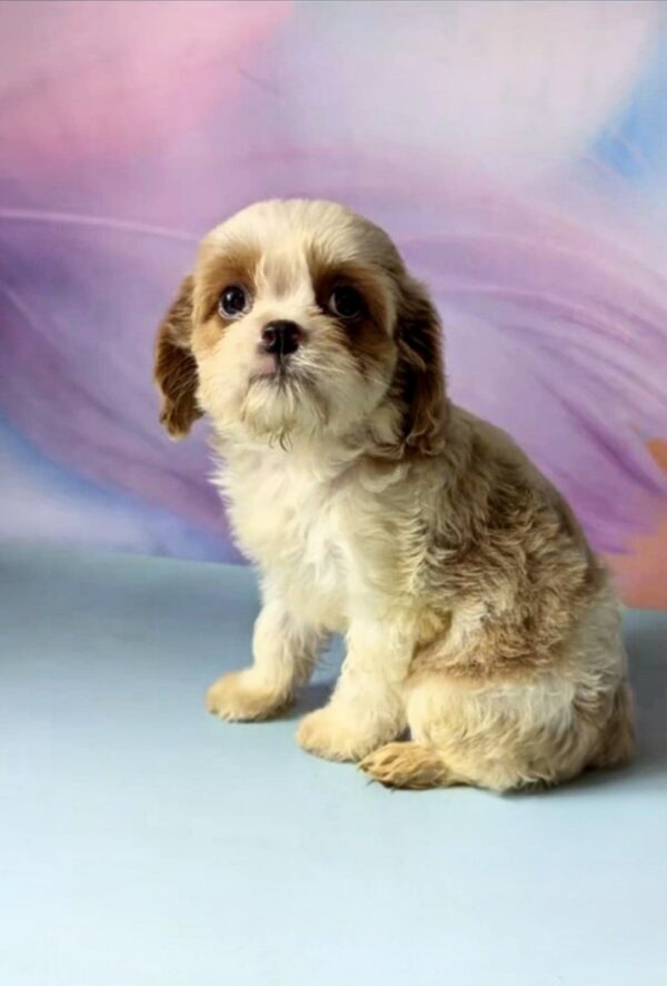 Harmony Cavapoo Harmony Cavapoo