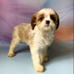 Harmony-female-Cavapoo-puppy-for-sale-2