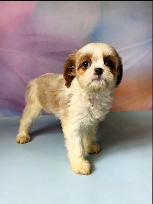 Harmony Cavapoo Harmony Cavapoo