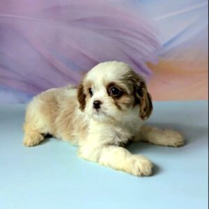 Harmony Cavapoo Harmony Cavapoo