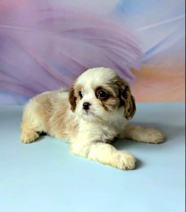 Harmony Cavapoo Harmony Cavapoo
