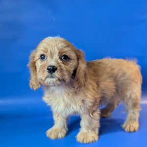 Hazel Cavapoo Hazel Cavapoo