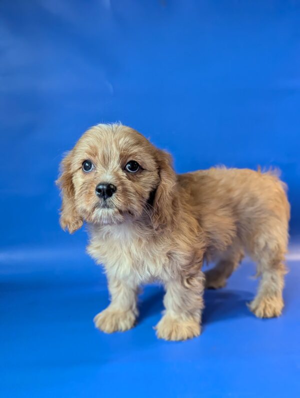 Hazel Cavapoo Hazel Cavapoo