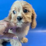 Hazel-female-Cavapoo-puppy-for-sale-3