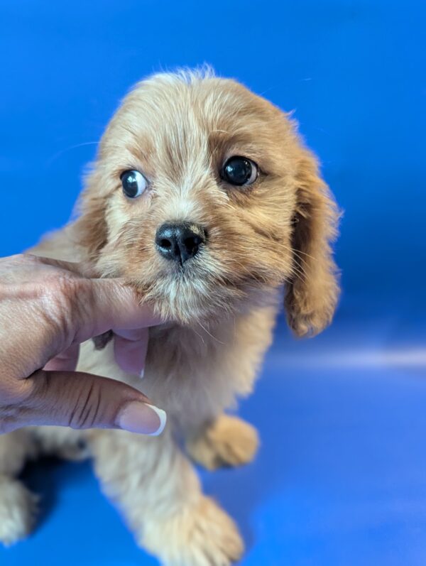 Hazel Cavapoo Hazel Cavapoo