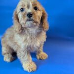 Hazel-female-Cavapoo-puppy-for-sale-4