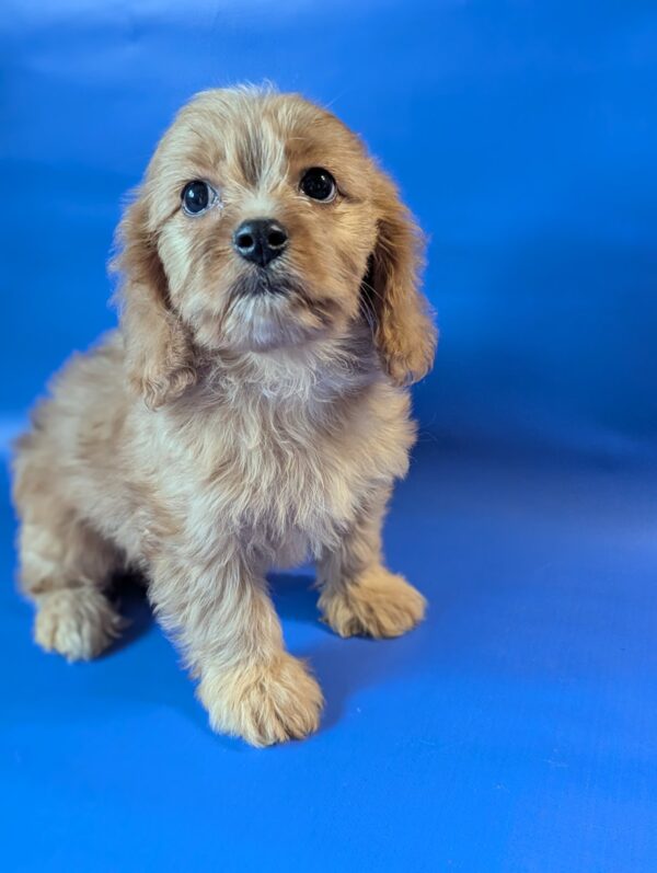 Hazel Cavapoo Hazel Cavapoo