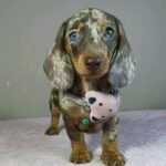 Hazel-female-miniature-dachshund-puppy-for-sale- (1)
