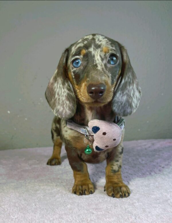 Hazel Miniature Dachshund Hazel Miniature Dachshund