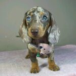 Hazel-female-miniature-dachshund-puppy-for-sale- (2)