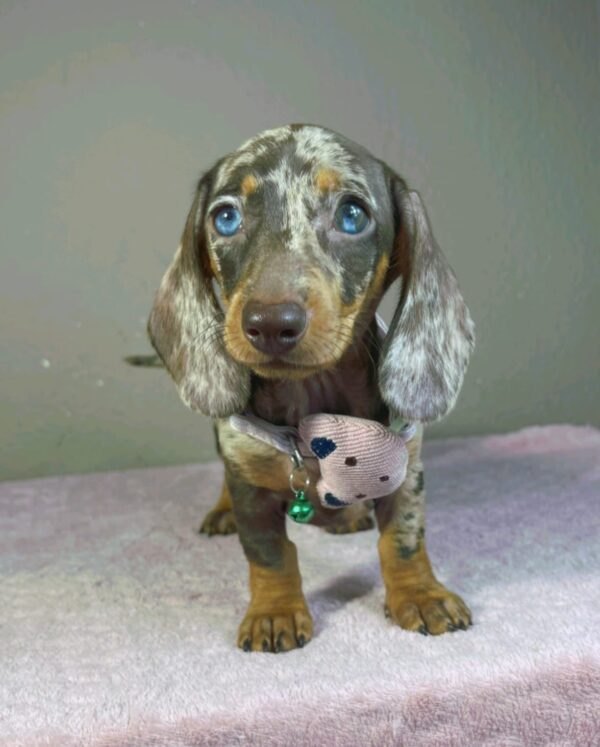 Hazel Miniature Dachshund Hazel Miniature Dachshund