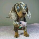 Hazel-female-miniature-dachshund-puppy-for-sale- (3)