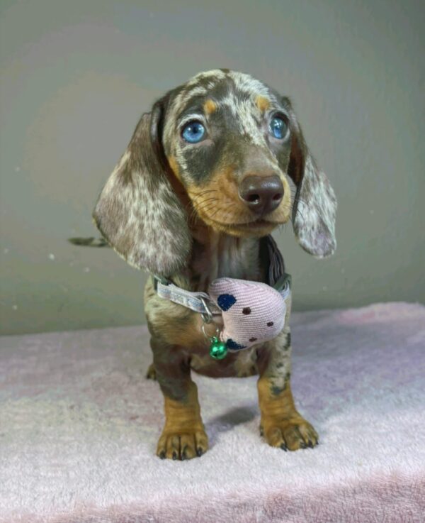 Hazel Miniature Dachshund Hazel Miniature Dachshund