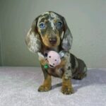 Hazel-female-miniature-dachshund-puppy-for-sale- (4)