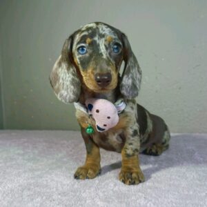 Hazel Miniature Dachshund Hazel Miniature Dachshund