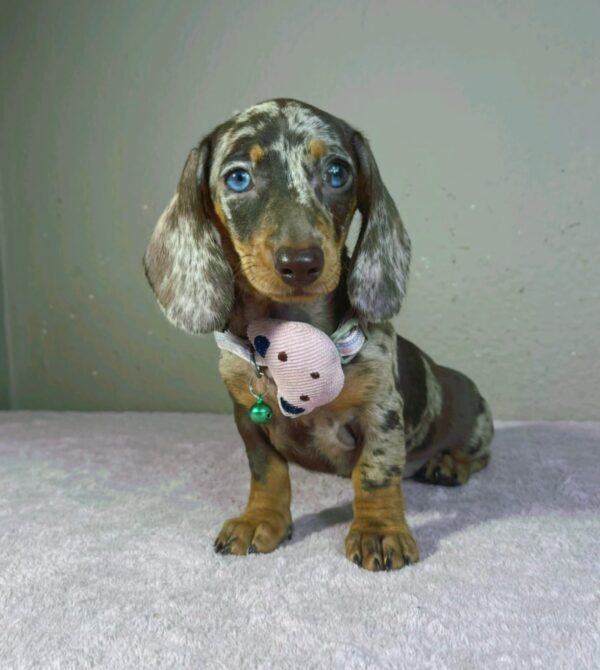 Hazel Miniature Dachshund Hazel Miniature Dachshund